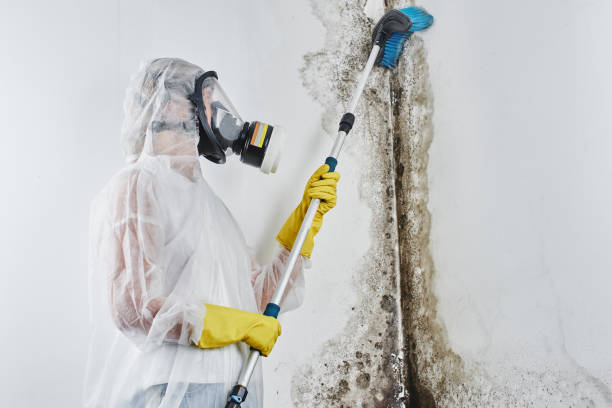 Best Residential Mold Removal  in Liverpool, NY