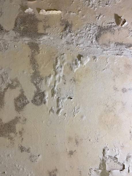 Best Same-Day Mold Removal  in Liverpool, NY